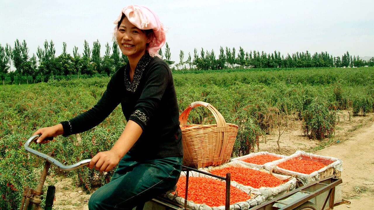 Bringing Gojis from the field