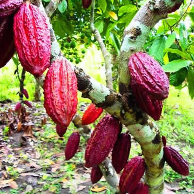 Cacao Abbott Blackstone