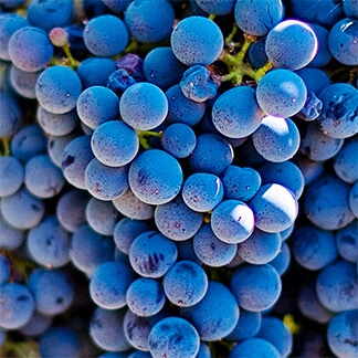 Grape Grape