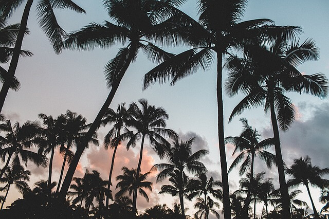 palm